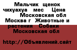 Мальчик, щенок чихуахуа 3 мес. › Цена ­ 12 000 - Московская обл., Москва г. Животные и растения » Собаки   . Московская обл.